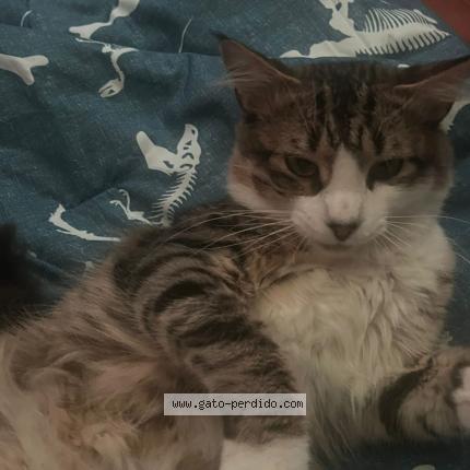 Photo 1/1 Shinji Chat perdu à San carlos