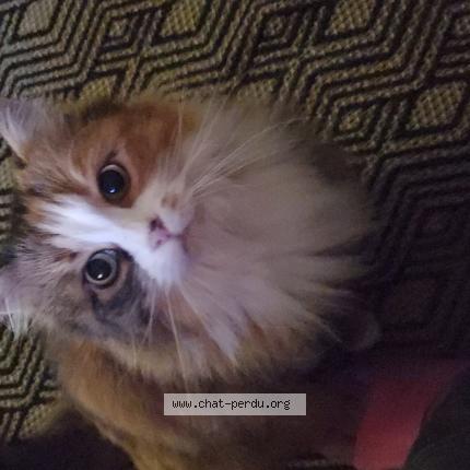 Photo 1/1 Mimi Chat perdu à Masny