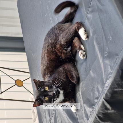 Photo de chat perdu à Saint Andre De La Marche
