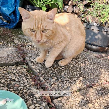 Photo 1/1 Chat retrouvé Trouvé à Frouard