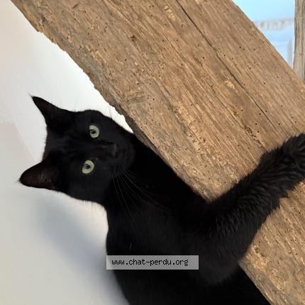 Photo de chat perdu à Argentieres