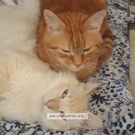 Photo de chat perdu à Briatexte
