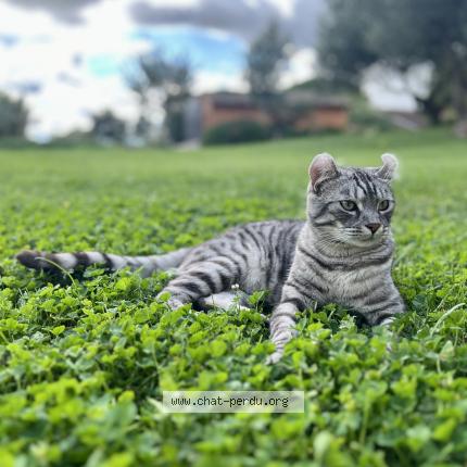 Photo 1/1 Tao Chat perdu à Toulouse