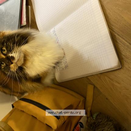 Photo 1/1 Sonate Chat perdu à Meudon