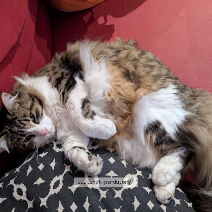 Photo de chat perdu à Orleans