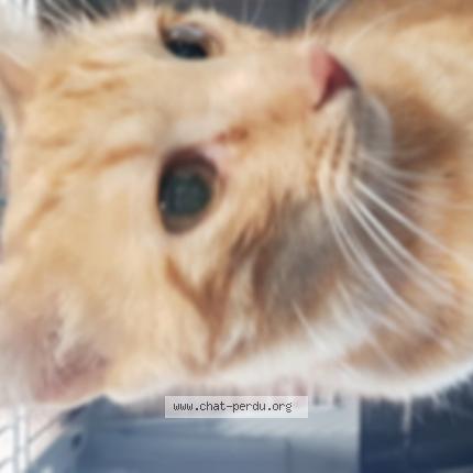 Photo de chat trouvé à Chambery
