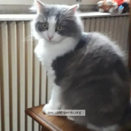 Photo 1/1 Chat retrouvé Perdu à Provins