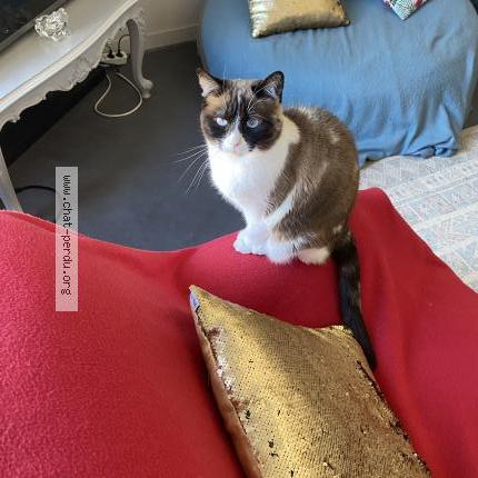 Photo de chat perdu à Libourne
