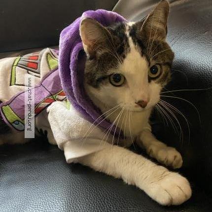 Photo de chat perdu à Tourcoing