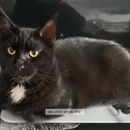 Photo de chat perdu à Schiltigheim