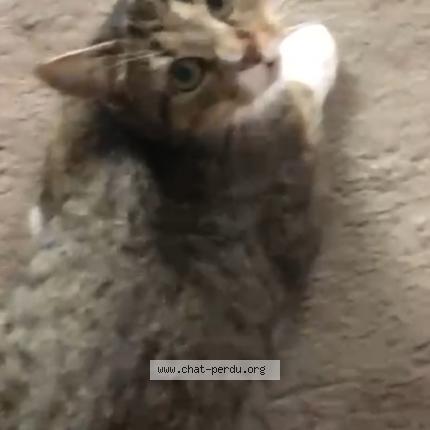Photo 1/1 Aya Chat perdu à St sebastien sur loire