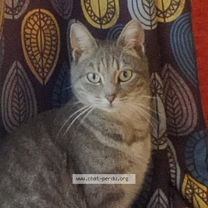 Photo de chat perdu à Langon