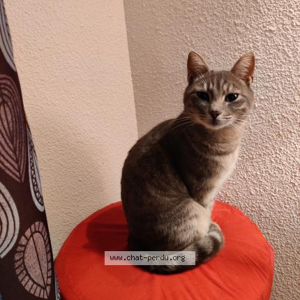 Photo 2/2 Chat retrouvé Perdu à Langon