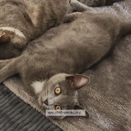 Photo 1/1 Chat retrouvé Perdu à Saint Nazaire