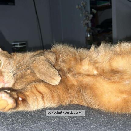 Photo 1/1 Tigrou Chat perdu à Courtenay