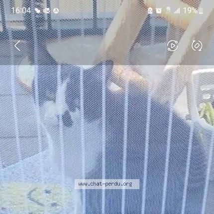 Photo 2/2 Chat retrouvé Perdu à Saulxure Sur Moselotte