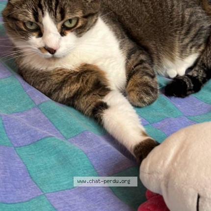 Photo 1/1 Kitty Chat perdu à Issoire