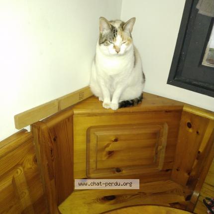 Photo 1/1 Epona Chat perdu à Andance