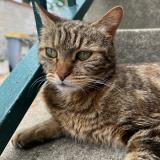 Photo de chat perdu à Chatou