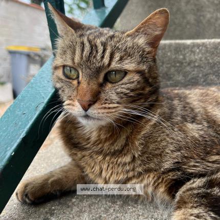 Photo 1/1 Chat retrouvé Perdu à Chatou