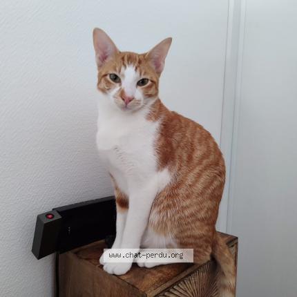 Photo de chat perdu à Rueil Malmaison