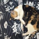 Photo de chat perdu à New Delhi