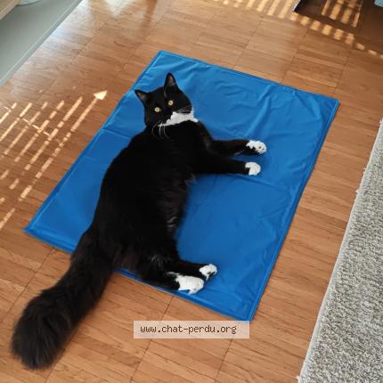 Photo de chat perdu à Agde