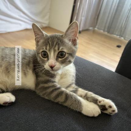 Photo 1/1 Mouggy Chat perdu à Orleans