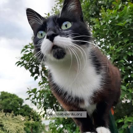 Photo 1/2 SYLLAB Chat perdu à Gaillac