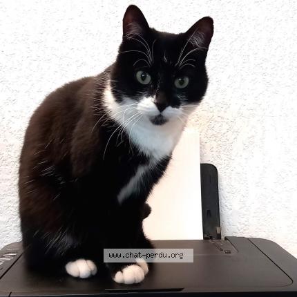 Photo 2/2 SYLLAB Chat perdu à Gaillac