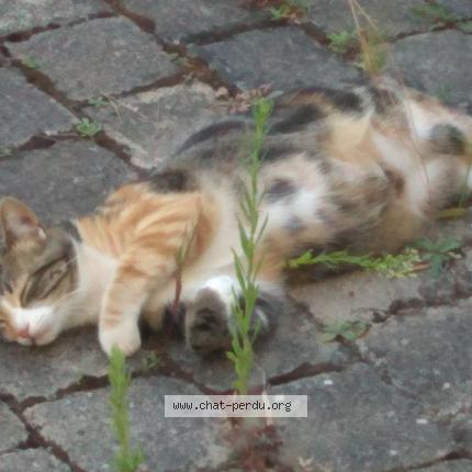 Photo de chat perdu à Benouville