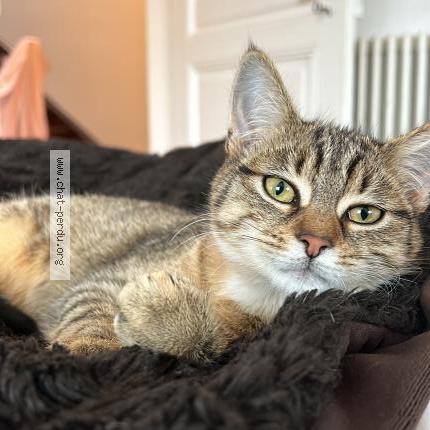 Photo de chat perdu à Mulhouse