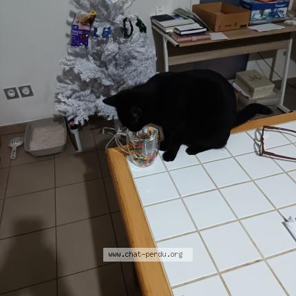 Photo 1/1 Stellakelly Chat perdu à Bouc bel air