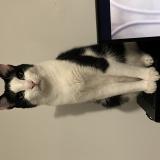 Photo de chat perdu à Epinay Sous Senart