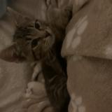 Photo de chat perdu à Elancourt