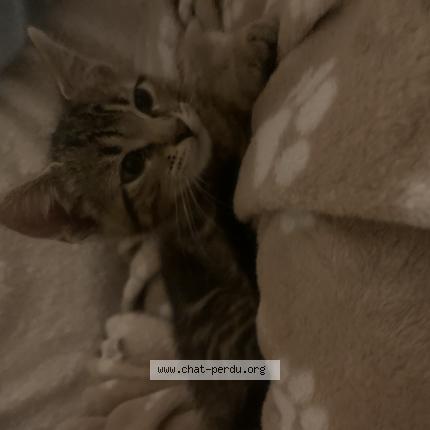 Photo 1/1 Chat retrouvé Perdu à Elancourt