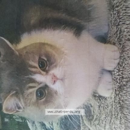 Photo 1/1 Chat retrouvé Perdu à Champigny Sur Marne