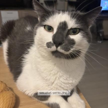 Photo 1/1 Obbie Chat perdu à Cornebarrieu