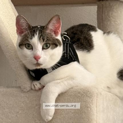 Photo 1/1 Arès Chat perdu à Saint avold