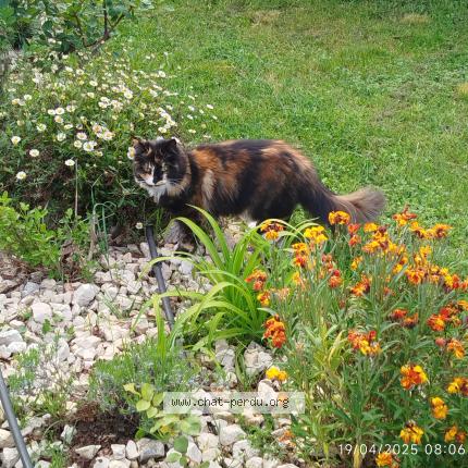 Photo 1/1 Chat retrouvé Perdu à Venelles
