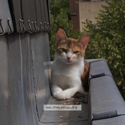 Photo 1/1 Diam’s Chat perdu à Amiens