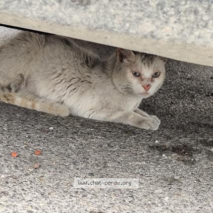 La première fois que j'ai perdu mon chat Bonjour, Mon chat est sorti et n'est pas revenu ce qui n'est