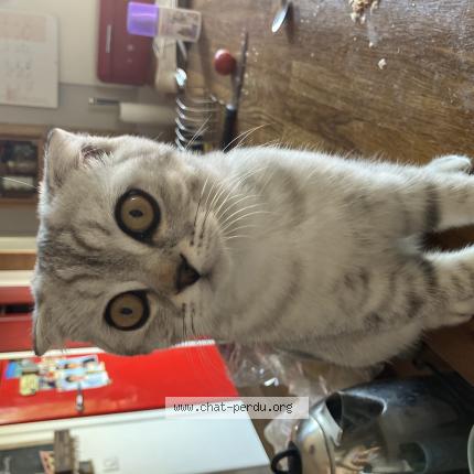 Photo 1/1 Chat retrouvé Perdu à Corbeil Essonnes