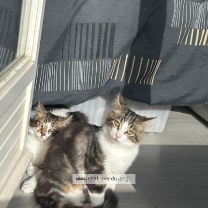 Photo 1/1 Calypso Chat perdu à Uchaud