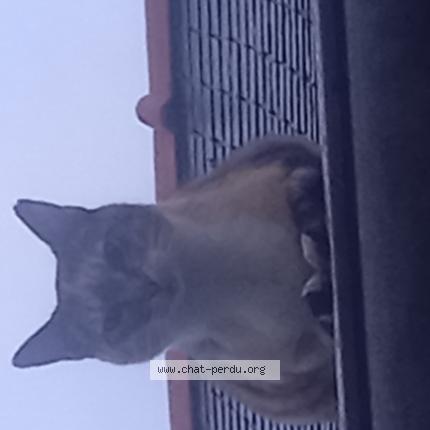 Photo 1/1 Katania Chat perdu à Plumelec