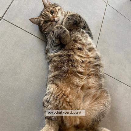 Photo 1/1 Tigrou Chat perdu à Praast