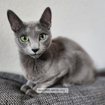 Photo 1/1 Thal Chat perdu à Maxilly sur leman