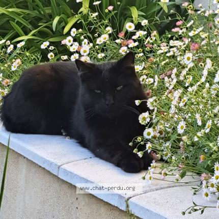 Photo 1/1 Mishka Chat perdu à La rochelle