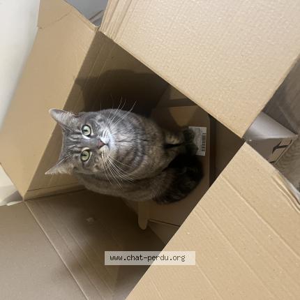 Photo 1/1 Ponponette Chat perdu à Lardy