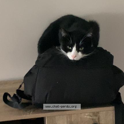 Photo de chat perdu à Boitron